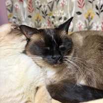 Thumbnail photo of Mittens #3