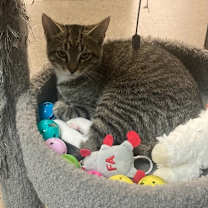 Thumbnail photo of Sydney(bonded with Jordan) #2