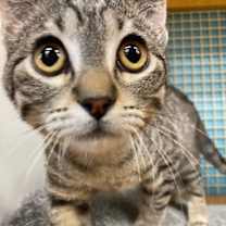 Thumbnail photo of Collis #2