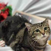 Thumbnail photo of Mochi G #1