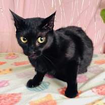 Thumbnail photo of Abbey #2