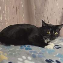 Thumbnail photo of Seymour #1