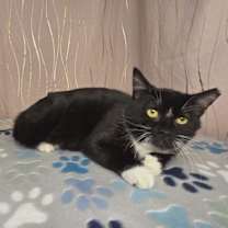 Thumbnail photo of Seymour #3