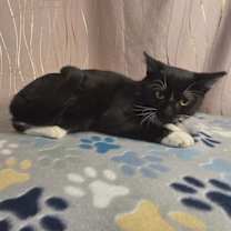 Thumbnail photo of Seymour #4