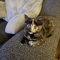 Thumbnail photo of Starlight #1