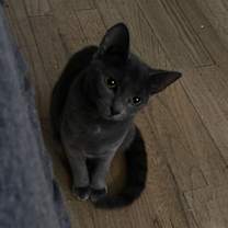 Thumbnail photo of Muffin #4