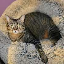 Thumbnail photo of Valkyrie #1