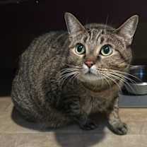 Thumbnail photo of Valkyrie #2