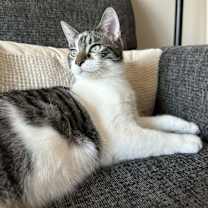 Thumbnail photo of Sammy #3