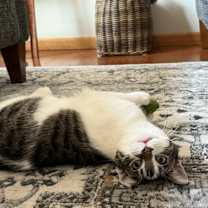 Thumbnail photo of Sammy #4