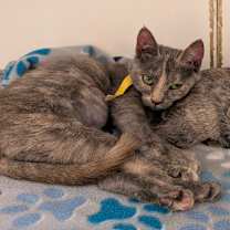 Thumbnail photo of Opal (C000-723)-City of Industry  #1