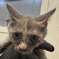 Thumbnail photo of Opal (C000-723)-City of Industry  #2