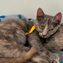 Thumbnail photo of Opal (C000-723)-City of Industry  #3