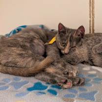 Thumbnail photo of Opal (C000-723)-City of Industry  #4