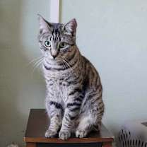 Thumbnail photo of Ginger #2