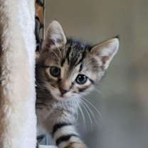 Thumbnail photo of Ginger #4