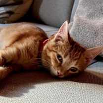 Thumbnail photo of Foxtrot bonded sibling pair with Tango #3