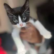 Thumbnail photo of Leo #2