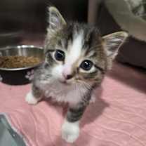 Thumbnail photo of Hissmaster 3000 #2