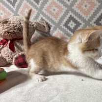 Thumbnail photo of Hopkins #2