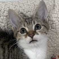 Thumbnail photo of Charlie Daniels #1