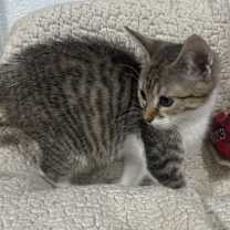 Thumbnail photo of Charlie Daniels #4