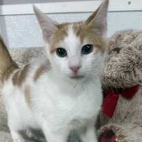 Thumbnail photo of Johnny Cash #1