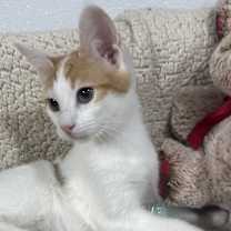 Thumbnail photo of Johnny Cash #3