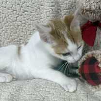 Thumbnail photo of Johnny Cash #4