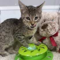 Thumbnail photo of Joey #3