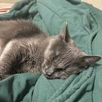 Thumbnail photo of Saturn #4