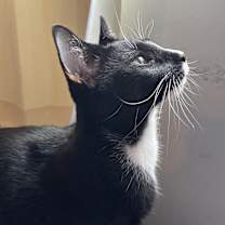 Thumbnail photo of Sadie #2