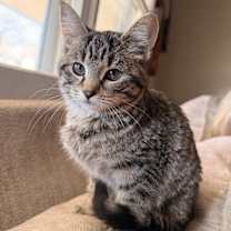 Thumbnail photo of Side Salad #1