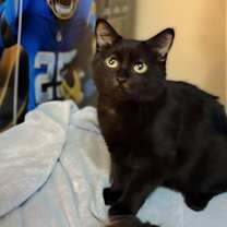 Thumbnail photo of Zen #1