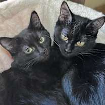 Thumbnail photo of Zen #3