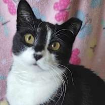 Thumbnail photo of Pixie (aka Mama Pixie) #1