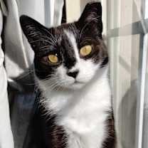 Thumbnail photo of Pixie (aka Mama Pixie) #2