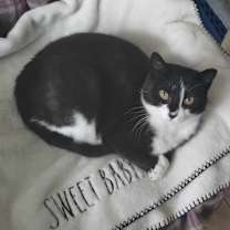 Thumbnail photo of Pixie (aka Mama Pixie) #3