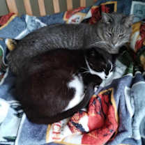 Thumbnail photo of Pixie (aka Mama Pixie) #4