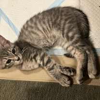 Thumbnail photo of Autumn Gold #1