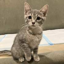 Thumbnail photo of Autumn Gold #2