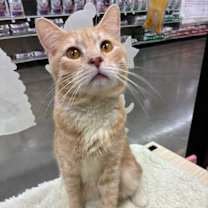 Thumbnail photo of Wazu #2