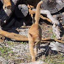 Thumbnail photo of Mango #1