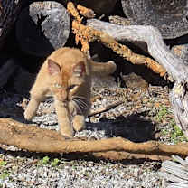 Thumbnail photo of Mango #3