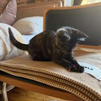 Thumbnail photo of MIA #4