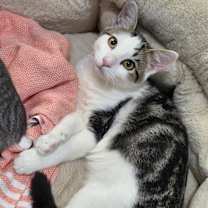 Thumbnail photo of Wilkus #3