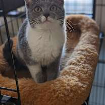 Thumbnail photo of Paper Clip #2