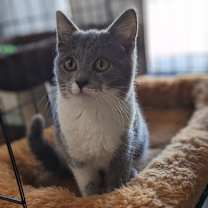 Thumbnail photo of Paper Clip #3