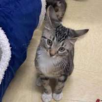 Thumbnail photo of Bull #2