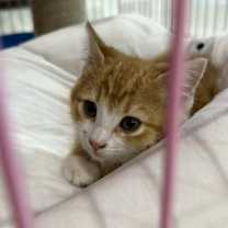 Thumbnail photo of Toasty #2